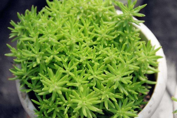 佛甲草怎么养,充足的光照以及适宜的肥水