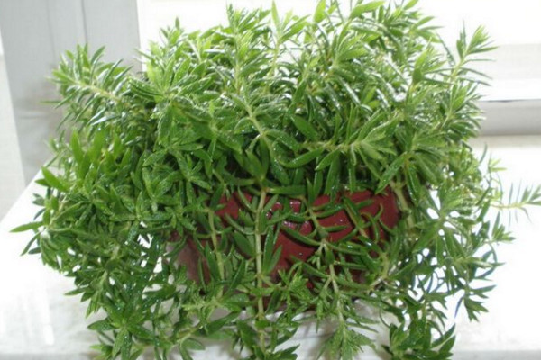 佛甲草怎么养,充足的光照以及适宜的肥水