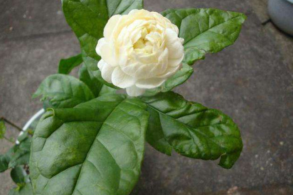 虎头茉莉怎么修枝,在温度回升后才能进行修剪