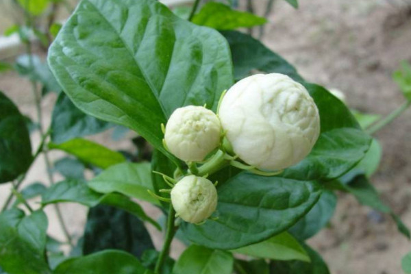 虎头茉莉怎么修枝,在温度回升后才能进行修剪