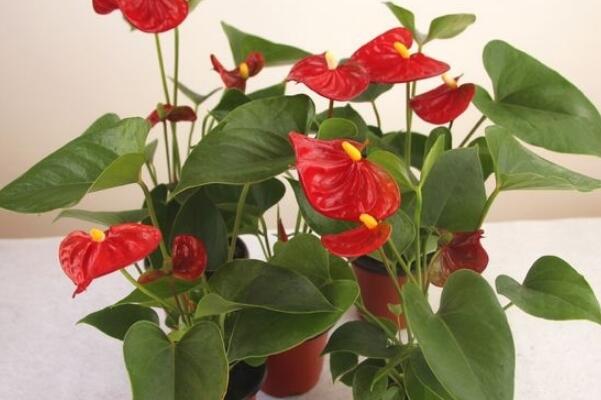 花烛怎么养,做好以下4点最为关键