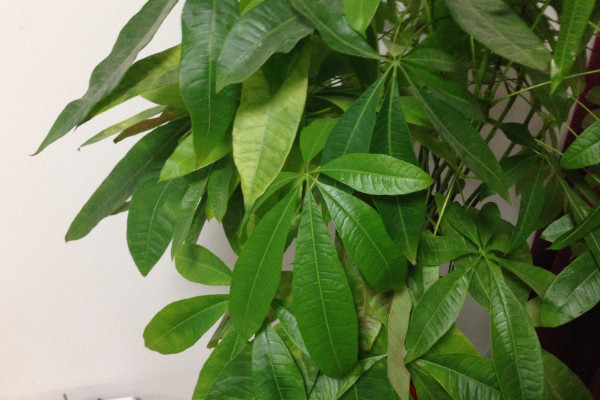 发财树叶子发黄怎么办,调节光照减少水分