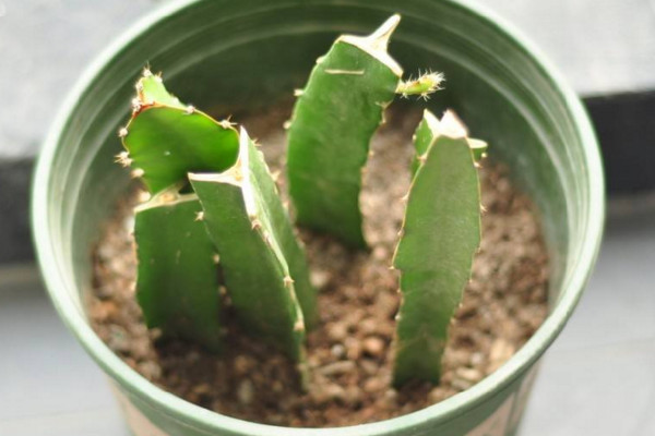 火龙果扦插种植方法,建议大家在春秋两季进行