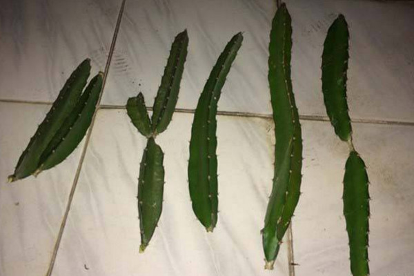 火龙果扦插种植方法,建议大家在春秋两季进行
