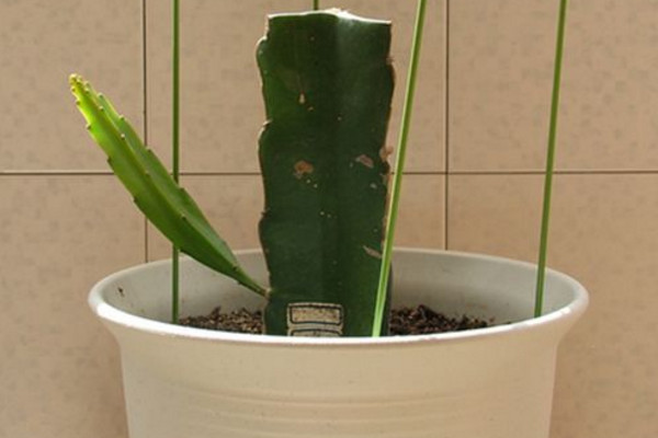 火龙果扦插种植方法,建议大家在春秋两季进行
