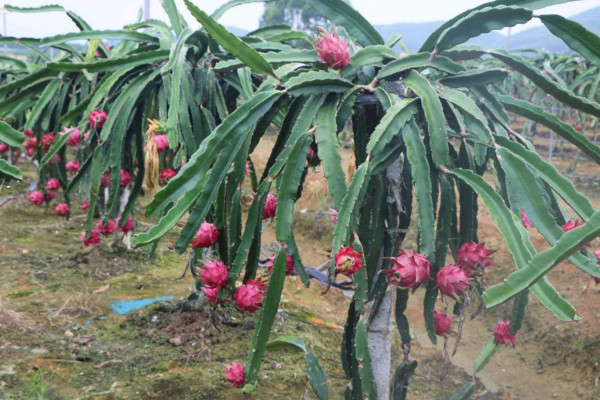 火龙果扦插种植方法,建议大家在春秋两季进行