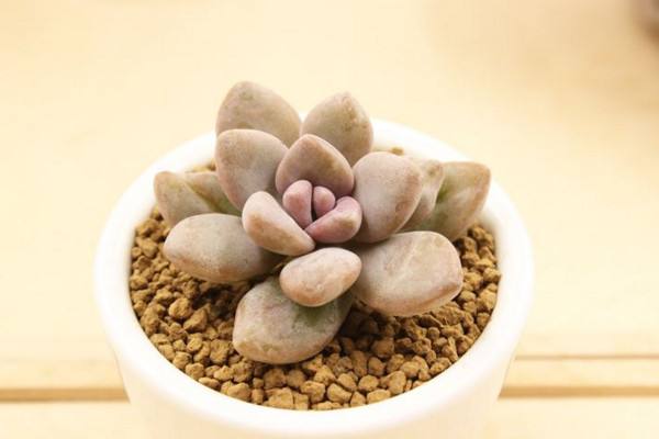 冬美人怎么养,做好以下4点才是关键