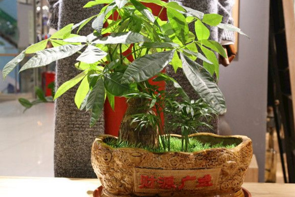 发财树叶子发黄怎么回事,光照过强/土壤不适/浇水过多