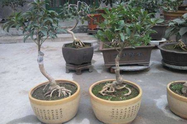 盆栽桂花修剪方法图解,可以通过以下4步进行