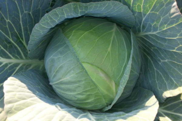 露天包菜什么时候种植,6~7月或者10~11月