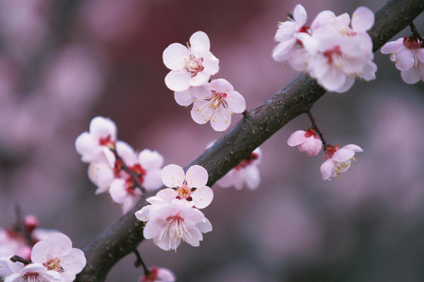 腊梅与梅花的区别，花期/花型/株型/香味不同