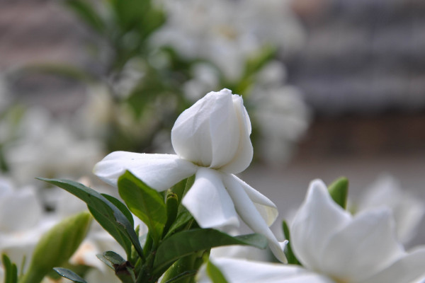 栀子花什么时候修剪,每年固定5~7月和10~12月修剪