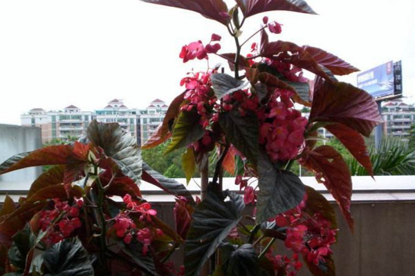竹节海棠什么时候打顶,建议在每年的春季进行
