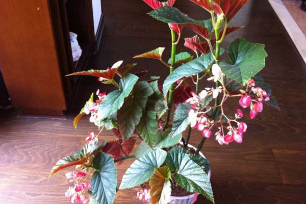 竹节海棠什么时候打顶,建议在每年的春季进行