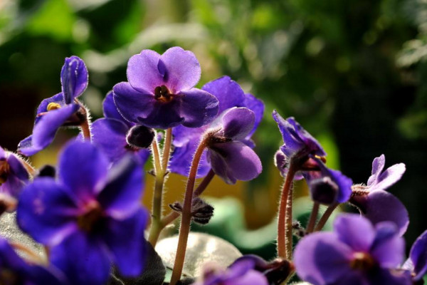 紫罗兰花怎么养，5步教你养好紫罗兰—【发财农业网】