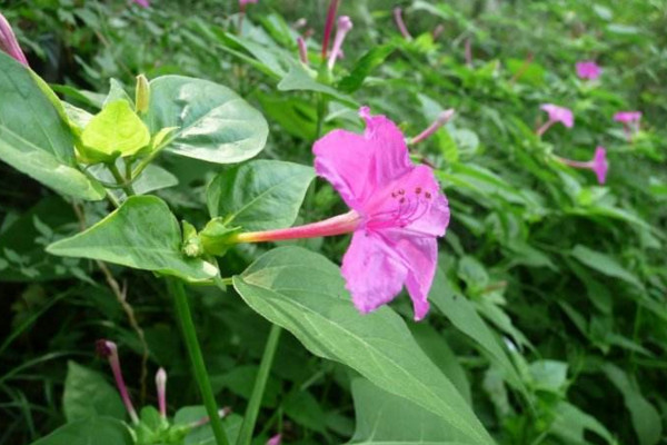 紫茉莉怎么种,可以通过以下4步进行