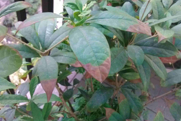 四季桂叶尖干枯怎么办,给水施肥遮蔽强光