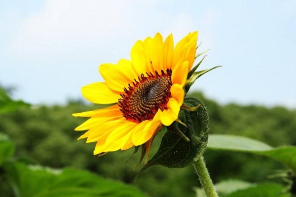 向日葵传播种子的方法，主要为自然传播以及外力传播