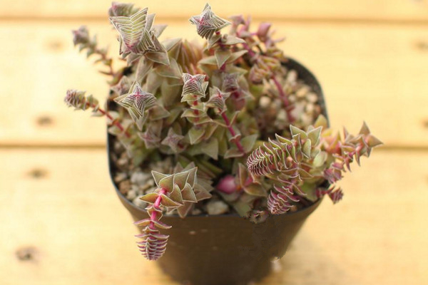 茜之塔怎么养,适宜的温度以及充足的光照