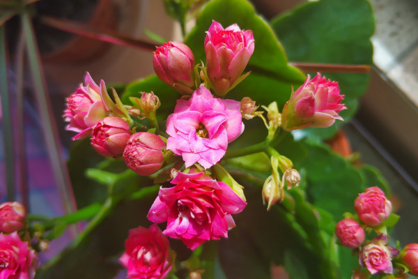 长寿花开花妙招,修剪施肥/通风增光/适当控温