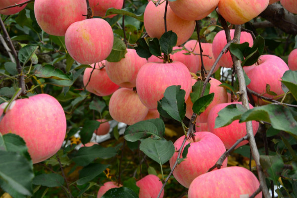 秋天成熟的果子有哪些，苹果/红龙果/葡萄等