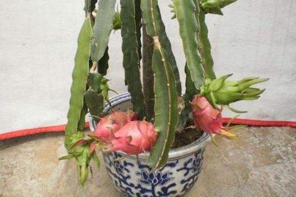 火龙果盆栽怎么种,保温保湿快速催根出芽