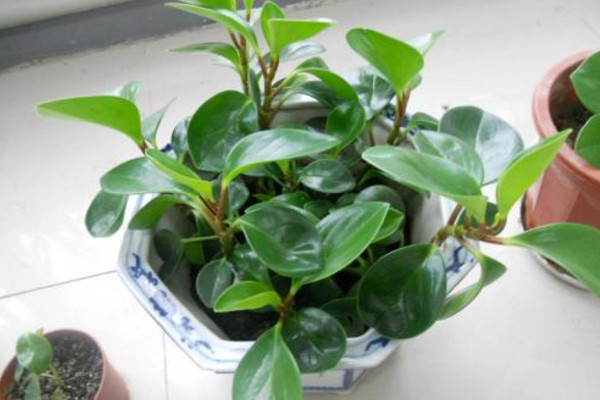 碧玉花怎么养,5步教你养好碧玉花