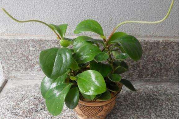 碧玉花怎么养,5步教你养好碧玉花