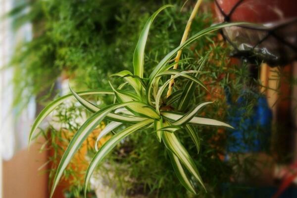 吊兰开花吗,它的花期在每年的5月