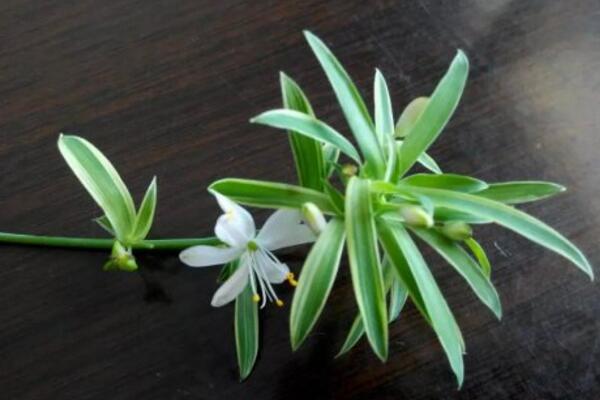 吊兰开花吗,它的花期在每年的5月