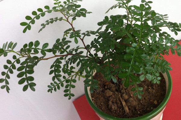 胡椒木如何养护,适宜的温度以及充足的光照