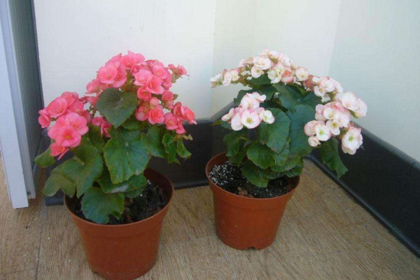 丽格海棠开完花后怎么处理,及时修剪并补充养分