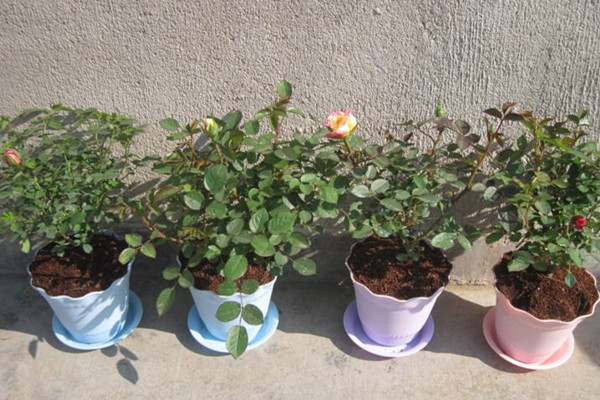 玫瑰花种植技术,建议在春秋季进行种植