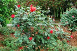 玫瑰花种植技术，建议在春秋季进行种植