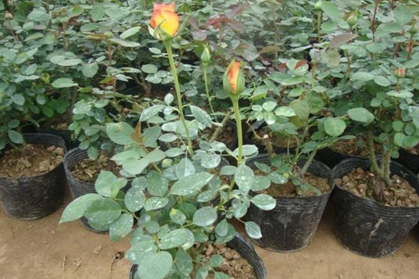 玫瑰花种植技术,建议在春秋季进行种植