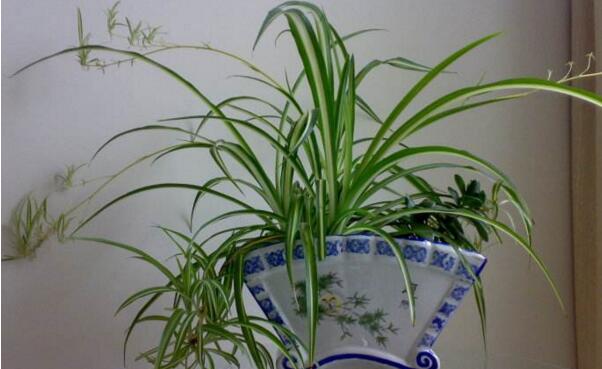 啤酒浇花适合哪些植物,对喜酸性的植物效果更好