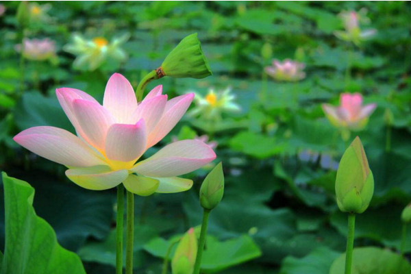 水生植物怎么养,保证光照、水分充足