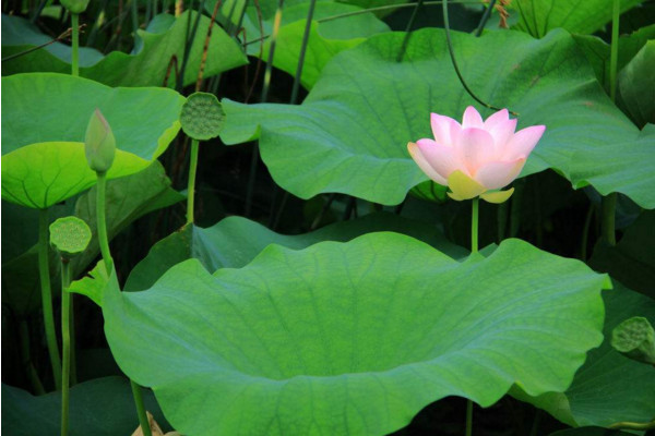 水生植物怎么养,保证光照、水分充足