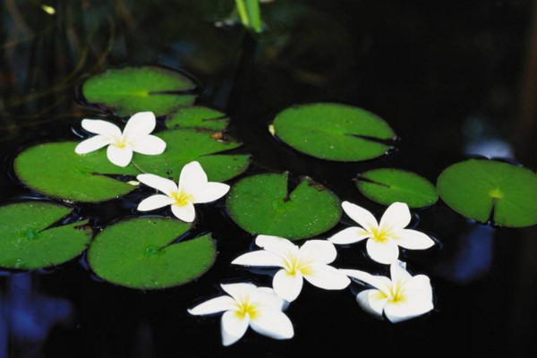 水生植物怎么养,保证光照、水分充足