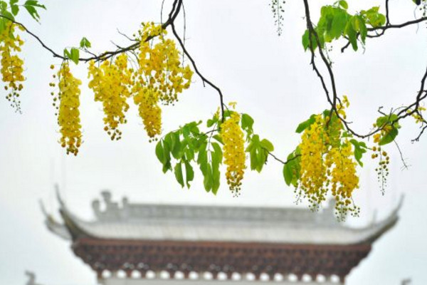 腊肠树的养殖方法和注意事项,疏松肥沃的沙质土壤