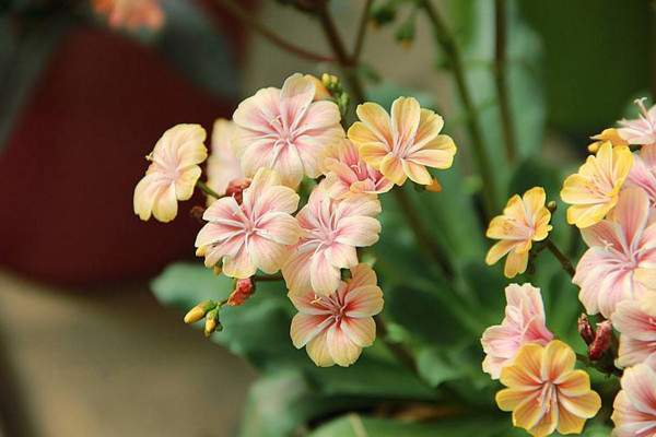 露薇花怎么养殖,做好以下4点是关键