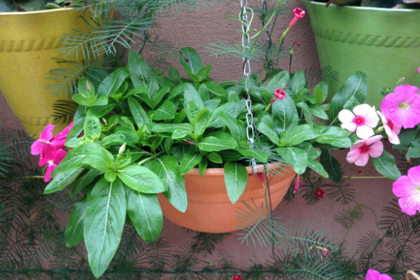 长春花叶子蔫了怎么办,调节水分/施肥杀菌除虫