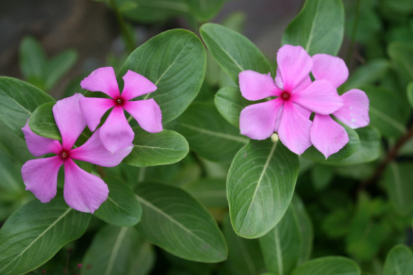 长春花叶子蔫了怎么办,调节水分/施肥杀菌除虫