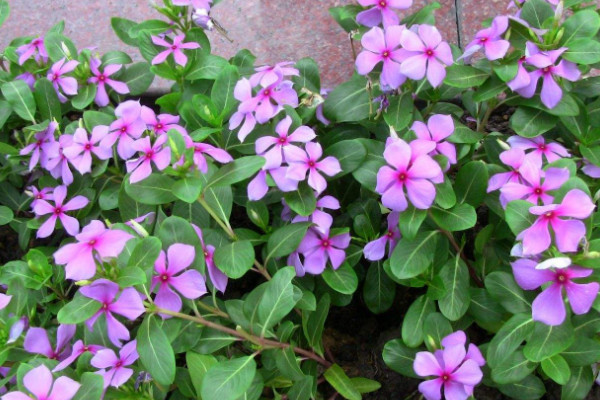 长春花叶子蔫了怎么办,调节水分/施肥杀菌除虫