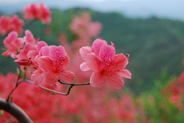 映山红什么时候移栽好，清明节前后最佳