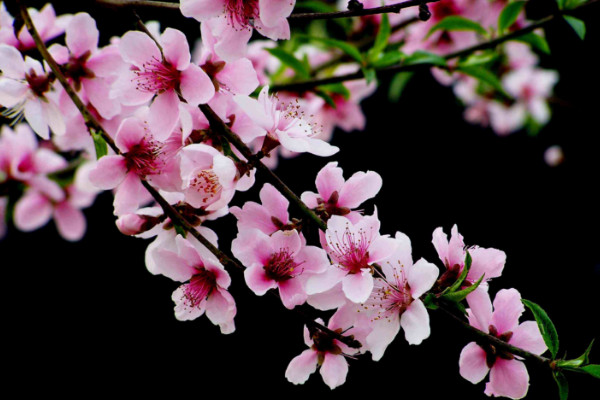 阿司匹林可以浇哪些花,兰花、玫瑰花、月季花等