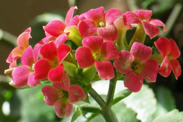 阿司匹林可以浇哪些花,兰花、玫瑰花、月季花等