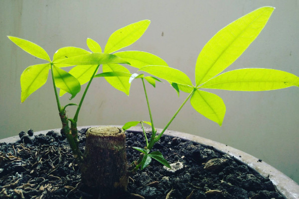 发财树繁殖方式,播种/扦插/分株/嫁接繁殖等