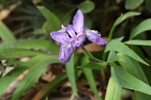 紫蝴蝶花怎么养，用疏松肥沃的微碱性土壤养护