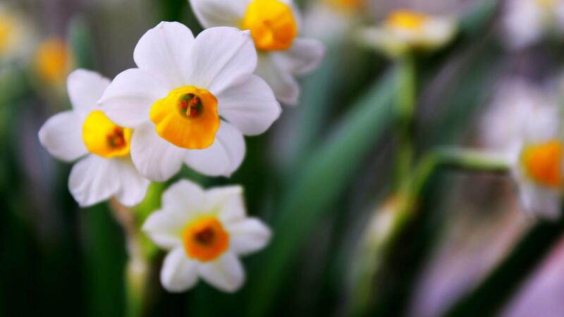 水仙花怎么养